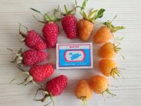 Лот: 17576426. Фото: 4. Саженцы ягодных кустарников. Красноярск