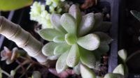 Лот: 2120233. Фото: 2. Синокрассула Sinocrassula densirosulata... Комнатные растения и уход