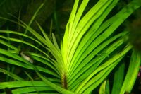 Лот: 13978770. Фото: 4. Эйхорния лазоревая (Eichhornia... Красноярск