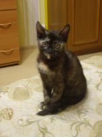 Лот: 3532213. Фото: 2. Кошечка (котёнок). Животные и уход