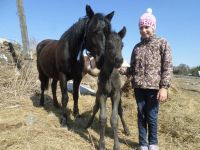 Лот: 5633999. Фото: 3. Мы покатаем Вас на лошадках... Услуги