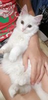 Лот: 16205124. Фото: 6. Котенок белый