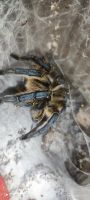 Лот: 20738747. Фото: 4. Harpactira pulchripes (Харпактира...