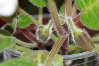 Лот: 2977318. Фото: 2. Глоксиния 46 (цветет). Комнатные растения и уход