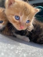 Лот: 19088105. Фото: 7. Красивые котята