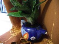 Лот: 4767358. Фото: 2. Сансевиерия. Комнатные растения и уход