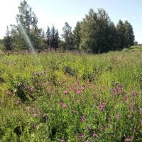 Лот: 18343906. Фото: 5. Ароматный мёд в подарок с ложечкой...