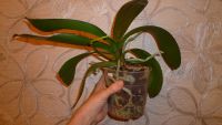 Лот: 2435523. Фото: 3. орхидея фаленопсис ( пелорик конопатый... Растения и животные