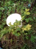 Лот: 12029002. Фото: 3. вишня войлочная саженец №64. Для дачи, дома, огорода, бани, парка