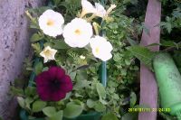 Лот: 13531430. Фото: 5. Рассада петунии кустовой "Mirage...