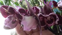 Лот: 7992991. Фото: 2. орхидея фаленопсис цветет F11... Комнатные растения и уход