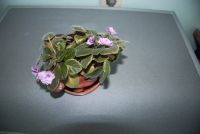 Лот: 17942447. Фото: 2. Фиалка с горшком. Комнатные растения и уход