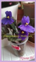 Лот: 15559034. Фото: 4. Набор фиалок (сенполий) 1+1+1... Красноярск