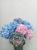 Лот: 25707775. Фото: 5. Гортензия в наличии