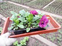 Лот: 7442616. Фото: 19. Продаем рассаду . Большой ассортимент...