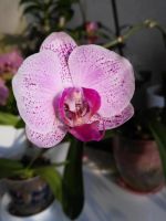 Лот: 8938708. Фото: 5. Орхидея фаленопсис взрослая