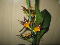 Лот: 4440769. Фото: 2. Орхидея Adaglossum Summit Frenchtown... Комнатные растения и уход