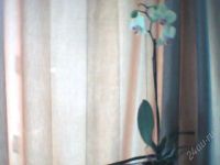 Лот: 91749. Фото: 2. распродажа орхидея фаленопсис... Комнатные растения и уход