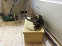 Лот: 6975681. Фото: 3. Бенгальские котята 4шт. Растения и животные