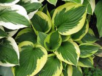 Лот: 20586536. Фото: 3. хоста Твилайт (Сумерки). Для дачи, дома, огорода, бани, парка