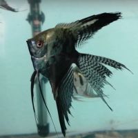 Лот: 18097697. Фото: 5. Скалярия Вуаль Зеленый ангел -...