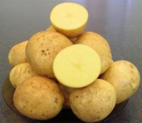 Лот: 18960500. Фото: 2. Картофель ГАЛА урожай 2024. Продукты