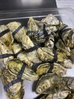 Лот: 20337072. Фото: 7. Устрица Россия 🇷🇺