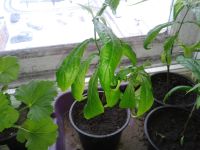 Лот: 4405061. Фото: 3. Пахистахис. Растения и животные