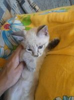 Лот: 8229848. Фото: 6. Отдам в надежные руки самых лучших...