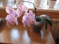 Лот: 15824980. Фото: 3. Фаленопсис (Орхидея ) нежно сиреневые... Растения и животные