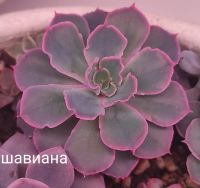 Лот: 19885505. Фото: 5. Суккулент