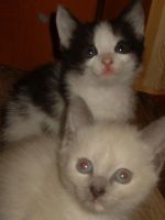 Лот: 4839810. Фото: 5. Отдам котят в хорошие руки!