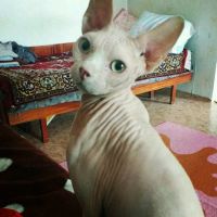 Лот: 9839910. Фото: 2. Кот. Животные и уход