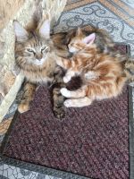 Лот: 19155009. Фото: 7. Котята курильский бобтейл