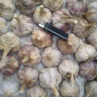Лот: 16411901. Фото: 2. Чеснок зимний. Продукты