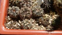 Лот: 19308451. Фото: 2. gymnocalycium spegazzinii v major. Комнатные растения и уход