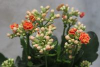 Лот: 13070346. Фото: 2. Каланхое. Комнатные растения и уход
