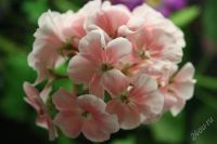 Лот: 2583583. Фото: 2. Герань. Комнатные растения и уход