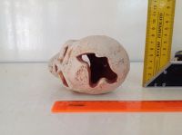 Лот: 10061450. Фото: 3. Череп керамика аквариум. Растения и животные