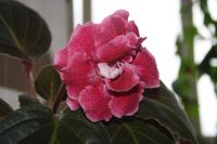 Лот: 4123943. Фото: 2. Глоксиния (лист). Комнатные растения и уход