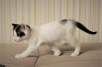 Лот: 8574397. Фото: 2. Котята. Животные и уход