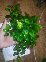 Лот: 8241312. Фото: 5. Анубиас пресноводное растение