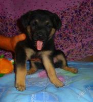 Лот: 1958463. Фото: 2. Лучшие щенки на пристрой!! :)). Животные и уход