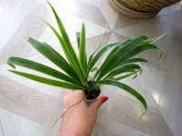 Лот: 14958021. Фото: 2. Хлорофитум лаксум (Chlorophytum... Комнатные растения и уход