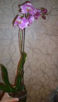 Лот: 5614458. Фото: 6. Орхидея фаленопсис F41