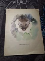 Лот: 21444652. Фото: 5. Виктор Астафьев Белогрудка Советская...