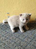 Лот: 2842415. Фото: 2. Британский котенок. Животные и уход