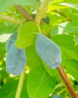 Лот: 22886498. Фото: 2. Жимолость. Продукты