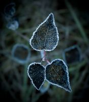 Лот: 7448270. Фото: 6. Nikon D70s body