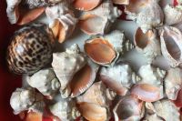 Лот: 19997043. Фото: 7. Рапаны, ракушки морские крупные...